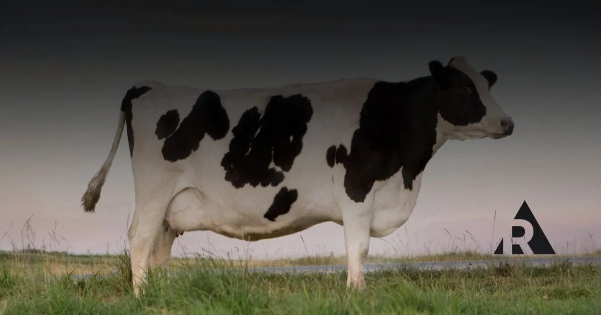 picture of a cow