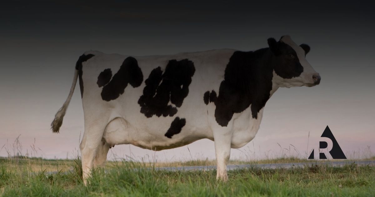 picture of a cow